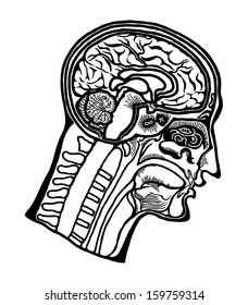 Cross Section Dissected Human Head Exposed Stock Illustration 159759314 ...