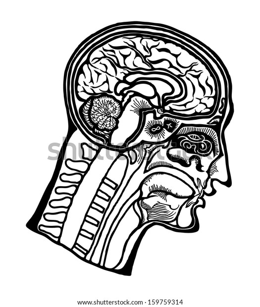 Cross Section Dissected Human Head Exposed Stock Illustration 159759314