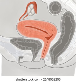 Cross section of female genital system; Watercolor painting