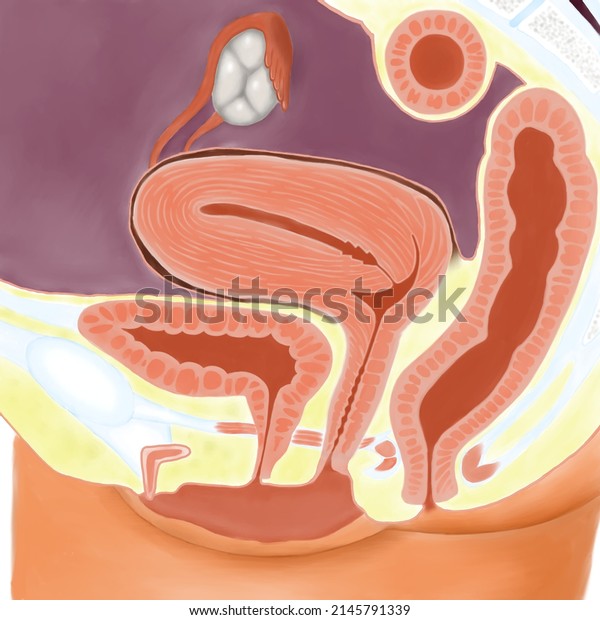 Cross section of female\
genital system