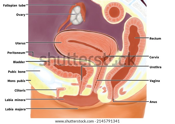 Cross\
section of female genital system; English\
language