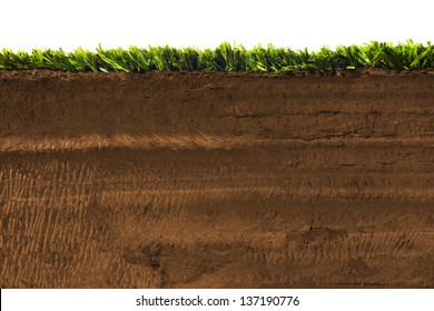 Cross Section Of Grass On Soil