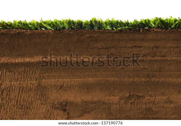土壌の草の断面 のイラスト素材