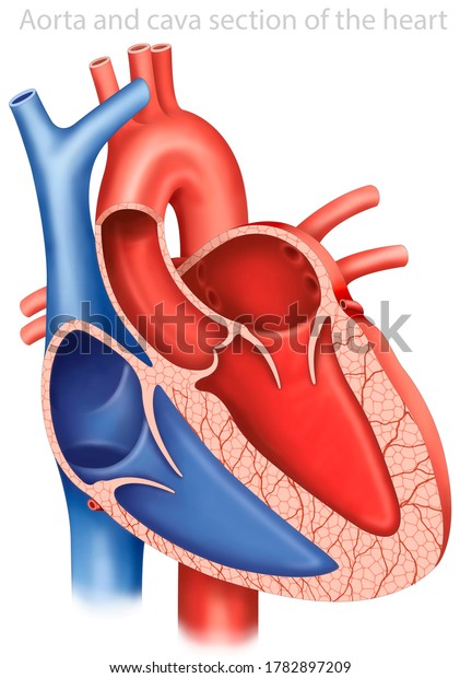 Cross section of the human heart, anatomical and\
descriptive\
diagram.