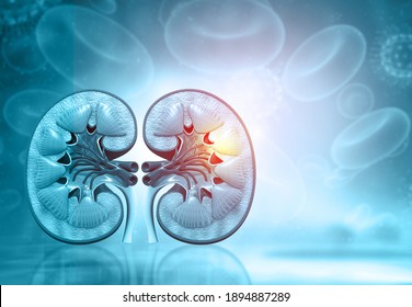 Cross Section Of Human Kidney. 3d Illustration	