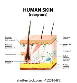 cross section human skin. Pressure, vibration, temperature, pain and itching are transmitted via special receptory organs and nerves.