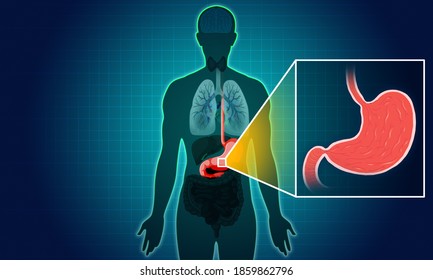 Cross Section Of Human Stomach_2D Illustration