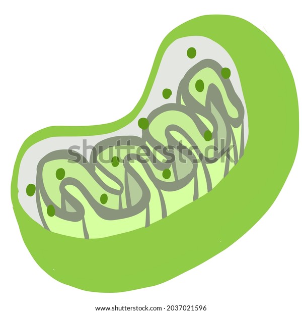 Cross Section Illustration Green Mitochondria Stock Illustration ...