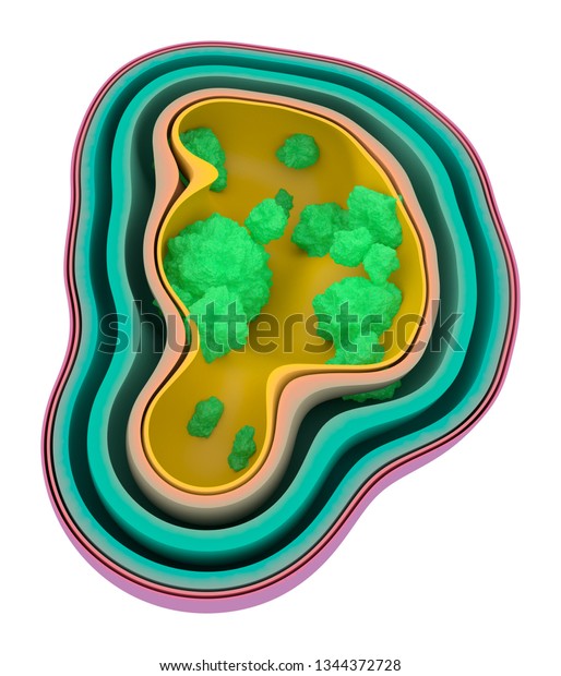 Cross Section Infected Cell Bacteria Spread Stock Illustration ...