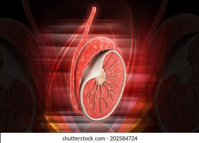 金玉袋」の画像、写真素材、ベクター画像  Shutterstock