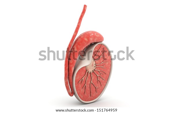 Cross Section Testicle Isolated On White Stock Illustration 151764959