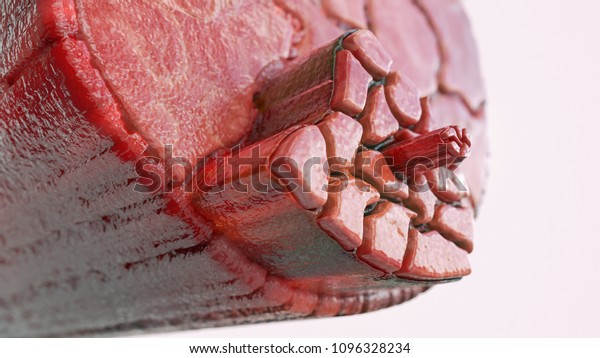 Cross section through a muscle with visible\
muscle fibers - 3D\
Rendering