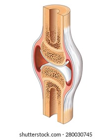 Bone Cross Section High Res Stock Images Shutterstock