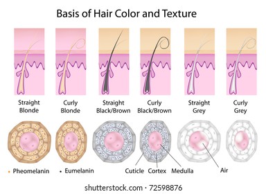 Cross Sections Of Different Hair Textures And Colors. Straight Hair Is Round And Has Mostly Eumelanin, Curly Is Flatten And Has More Pheomelanin, Grey Hair Has No Pigment And Has Air In The Medulla