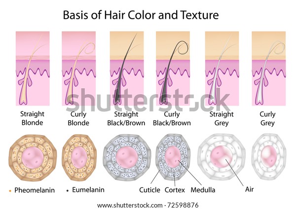 さまざまなヘアのテクスチャとカラーの断面 まっすぐな髪は丸く 主にエウメラニンを持ち 巻き毛は平らでフェオメラニン が多く 白髪は顔料を持たず 髄質に空気を持つ のイラスト素材