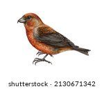 Crossbill bird. Realistic watercolor illustration. Red crossbill image on white background. Loxia curvirostra avian. Realistic forest bird. Woodland wildlife animal. Bright songbird element