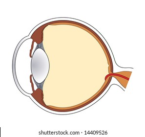 Cross-section of human eye