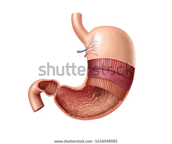 人間の胃の断面で 解剖学的特徴を示す デジタルイラスト のイラスト素材