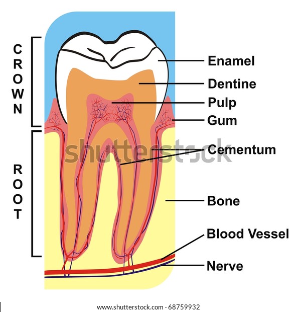 Image result for parts of tooth