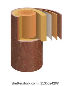 Cross-section of a tree stem