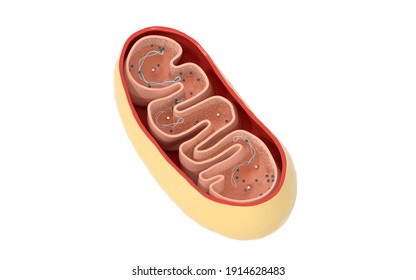 Cross-section view of Mitochondria. Medical info graphics on white background, 3d rendering. 