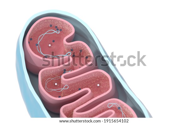 Crosssection View Mitochondria Medical Info Graphics Stock Illustration 