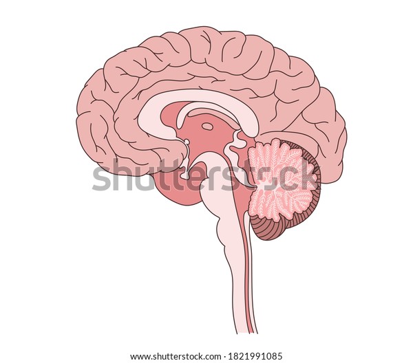 脳の断面図 医療イラスト のイラスト素材