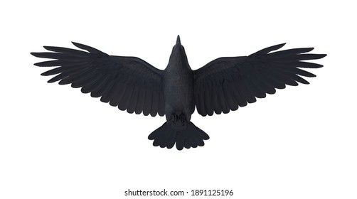 Crow 3D illustration on white background