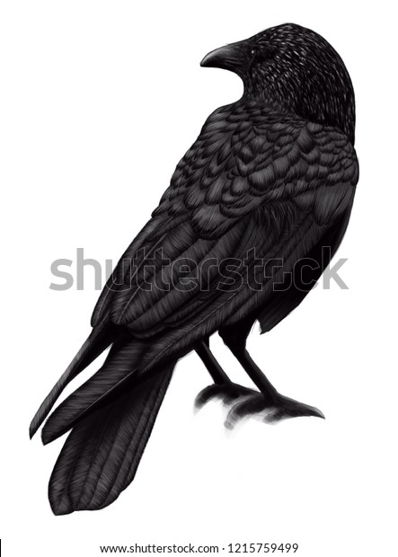 白い背景にカラスイラスト 黒い鳥のカラス ペイントされた鳥はravenです のイラスト素材