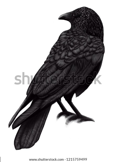 白い背景にカラスイラスト 黒い鳥のカラス ペイントされた鳥はravenです のイラスト素材 1215759499