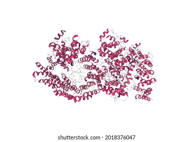 Cryo-EM Structure Of The Full-length Disease Type Human Huntingtin, 3D Cartoon Model, Secondary Structure Color Scheme, Based On PDB 6yej, White Background