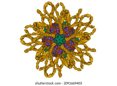 Cryo-em structure of human coxsackievirus A21 complexed with five domain icam-1 (brown). 3D Gaussian surface model, PDB 1z7z, white background