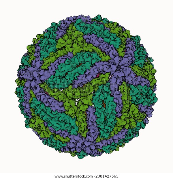 The\
cryo-EM structure of Zika Virus. Zika virus is a flavivirus like\
the dengue, yellow fever, and West Nile\
viruses