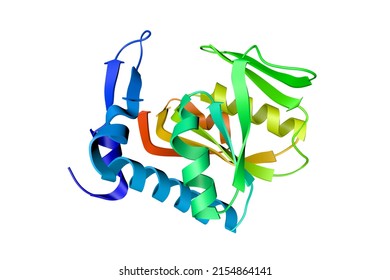 Crystal Structure Of Human Adenine Phosphoribosyltransferase On White Background. Rendering Based On Protein Data Bank Entry 1ore. Rainbow Coloring From N To C. Scientific Background. 3d Illustration