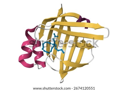 Crystal structure of human brain fatty acid binding protein with ligand. 3D cartoon model, pdb 1fdq, secondary structure color scheme, white background.