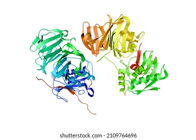 Crystal Structure Of Human Collagenase-3 (MMP-13) With Peptide From Pro-domain. Ribbons Diagram Based On Protein Data Bank. Rainbow Coloring From N To C. Scientific Background. 3d Illustration