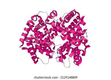 Crystal Structure Of Human Deoxyhaemoglobin (deoxyhemoglobin). Ribbons Diagram In Secondary Structure Coloring Based On Protein Data Bank Entry 2hhb. Scientific Background. 3d Illustration