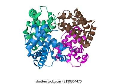 Crystal structure of human deoxyhaemoglobin (deoxyhemoglobin) isolated on white background. Rendering with differently colored protein chains based on protein data bank entry 2hhb. 3d illustration