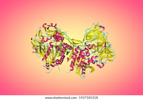 Crystal structure of human dipeptidyl
peptidase-4, a serine protease, a member of the prolyl
oligopeptidase family that has been implicated in several diseases.
Scientific background. 3d
illustration