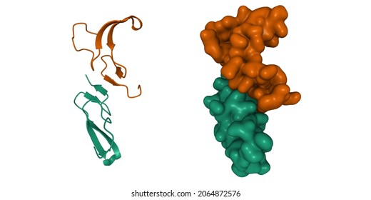 Crystal Structure Of Human Epidermal Growth Factor Dimer. 3D Cartoon And Gaussian Surface Models, Chain Id Color Scheme, PDB 1jl9, White Background