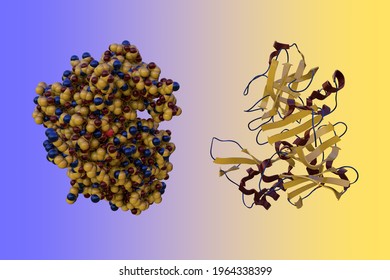 Crystal Structure And Molecular Model Of Human Beta Secretase (BASE) In Complex With An Inhibitor. BASE Is A Protein That Is Essential In Forming Healthy Peripheral Nerve Cells. 3d Illustration