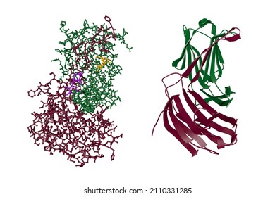 Crystal Structure And Molecular Model Of Human Galectin-14, A Sugar Binding Protein. Rendering With Differently Colored Protein Chains Based On Protein Data Bank Entry 6k2z. 3d Illustration