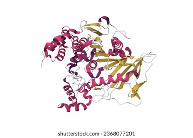 Crystal structure of native recombinant human bile salt activated lipase. 3D cartoon model, secondary structure color scheme, PDB 6h0t, white background