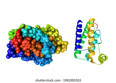 Crystal structure and space-filling molecular model of leptin, human obesity protein. Rendering based on protein data bank entry 1ax8. Rainbow coloring from N to C. 3d illustration
