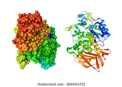 Crystal structure and space-filling molecular model of human pancreatic alpha-amylase. Rendering based on protein data bank entry 5emy. Rainbow coloring from N to C. 3d illustration