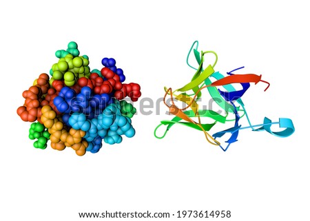 Crystal structure and space-filling molecular model of human interleukin 1 beta. Rendering based on protein data bank, rainbow coloring from N to C. Scientific background. 3d illustration