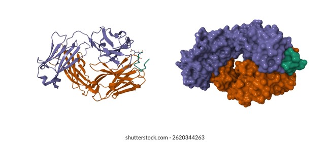 Crystal structure of TAP01 in complex with amyloid beta peptide (green). 3D cartoon and molecular surface models, chain id color scheme, pdb 7ow1, white background