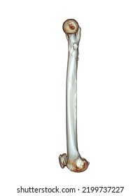 CT Scan Of Femur Bone Og Thigh Bone 3D Rendering For Diagnosis Fracture Of Femur Bone Isolated On White Background. Clipping Path.