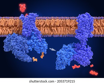 ctivation of the melanocortin receptor by  an anti-obesity drug. The melanocortin receptor 4 is crucial for appetite, energy homeostasis and body-weight control. 3d illustration