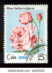 CUBA - CIRCA 1978: A stamp printed in the Cuba shows flower, circa 1979